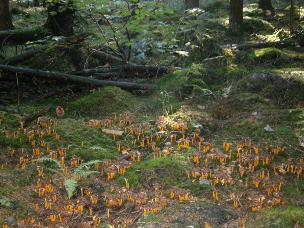 Löparäventyret